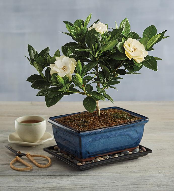 Gardenia Bonsai Tree Gift